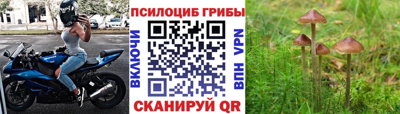 darknet официальный сайт  где купить   Духовщина  Псилоцибиновые грибы MAGIC MUSHROOMS 